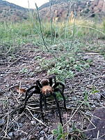 RE009 0054 Aphonopelma pallidum.jpg