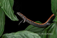 MN6PG0298 Bolitoglossa platydactyla.jpg