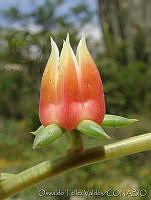 OTV2823 Echeveria sp..jpg