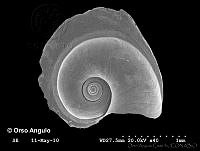 OAC0003 Atlanta brunnea.jpg