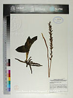 JAdNV0395 Sarcoglottis schaffneri.JPG