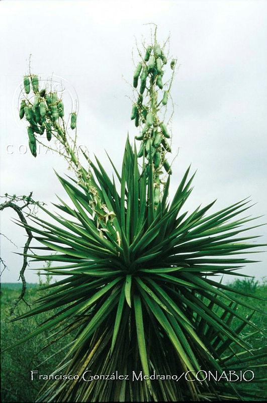 FGM3946%20Yucca%20treculeana.JPG.hiixrI30MSmzDytjQA3g0JtbmFja29CbnFuZ3NAbXJ6LGtwZwA.OykHGMydfg