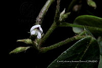 Huitz 0844 Calopogonium galactioides.jpg