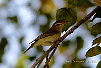 MGaves 2810 Vireo gilvus.jpg