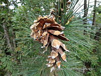 JF092 1465 Pinus ayacahuite.jpg
