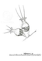MARL0600 Salpingoeca sp..jpg