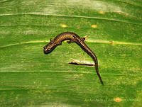 JLALyEPA0008 Parvimolge townsendi.jpg