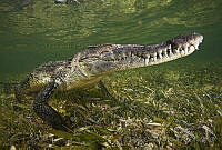 CCK0355 Crocodylus acutus.jpg