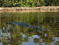 HBB0203 Crocodylus acutus.jpg