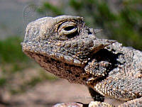 JLE0071 Phrynosoma modestum.jpg