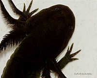 Ambystoma mexicanum(Carlos Eduardo Rubio Valdez).jpg