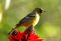 MGaves 769 Icterus parisorum.jpg