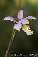 JMN0008 Barkeria dorotheae.jpg