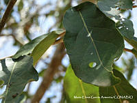 MEGA 0802 Morisonia americana.JPG