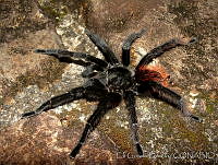 EGP0015 Brachypelma vagans.jpg