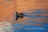 IMDOC3766 Gallinula galeata.jpg