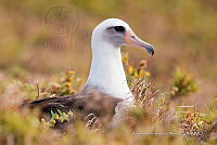JRRO0509 Phoebastria immutabilis.jpg