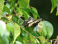 CGL2549 Catasticta nimbice ssp. nimbice.jpg