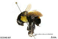 ME006 Abejas 0025 Bombus ephippiatus Say 1840.jpg