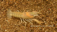 MSG 003 Procambarus oaxacae reddelli.jpg