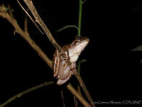 LCMHP013-20 Charadrahyla sp..jpg