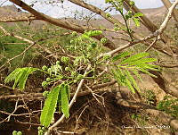 OTVHK040-491 Enterolobium cyclocarpum.TIF