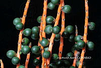 ME010 JA 00152 Chamaedorea schiedeana Mart., 1830.JPG