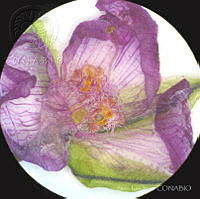 SL3932 Gibasis linearis ssp. linearis.jpg