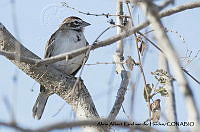 AAKVDH 0084 Chondestes grammacus.JPG