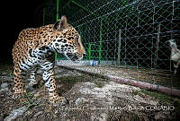 FCMB006 Panthera onca.jpg