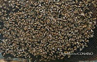 ZG013 0535 Apis mellifera.jpg