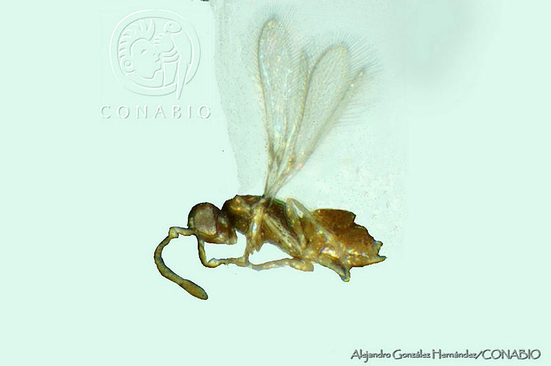 AGHB008 36%20Anaphes%20iole.jpg.rSfx JD MdlZKSVhQA3g0JtbmFja29CbnFuZ3NAbXJ6LGtwZwA.2KEThyGZ b