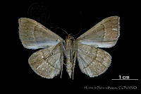 HBB1299 Anticarsia gemmatalis.jpg