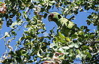 AAKVDH 0046 Amazona albifrons.JPG