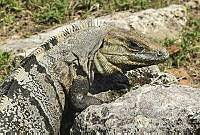 MEVA01 Ctenosaura similis.jpg