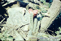 3203 Nyctocereus oaxacensis.jpg