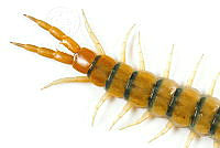 MASM07063 Myriapoda.jpg