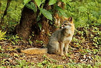 EGP0104 Urocyon cinereoargenteus.jpg