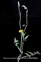 JDA D 00603 Sonchus asper.jpg