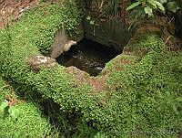 PTL2728 Soleirolia soleirolii.jpg