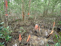 UM001 0108 Avicennia germinans.jpg