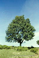 1847 Quercus crassipes.jpg