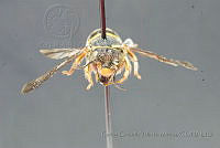 CGVM1124 Anthidiellum notatum.jpg