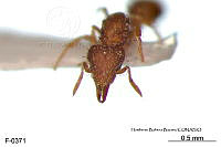 ME006 Hormi 0330 Strumigenys eggersi.jpg