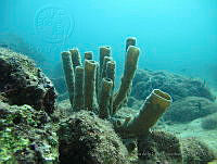 VDLCF0342 Callyspongia vaginalis.jpg