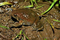 LAMA008 Hypopachus barberi.jpg