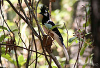 XVP0010 Cyanocorax dickeyi.jpg