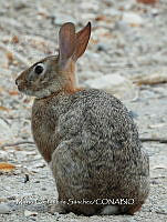 MCS IM0091 Sylvilagus graysoni graysoni.jpg