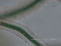KT016 0022 Heteroleiblenia sp..jpg