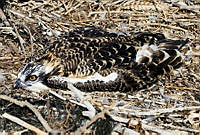 VHL0364 Pandion haliaetus.jpg